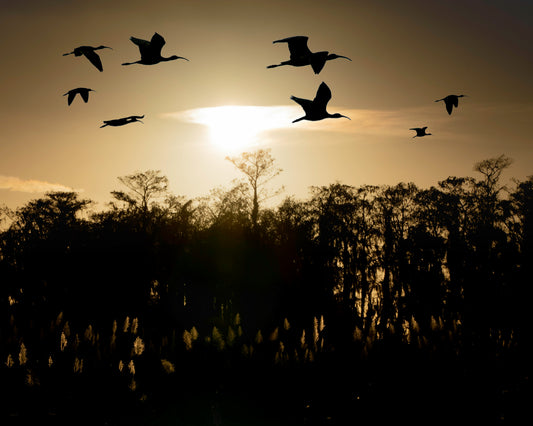 Everglades Birds - A Bird Watching Guide to Endangered Birds in the Everglades