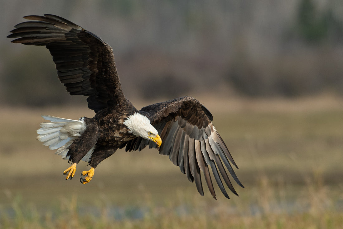 Where to watch Birds of Prey Bald Eagle Binoculars for Bird Watching