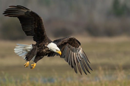 Where to watch Birds of Prey Bald Eagle Binoculars for Bird Watching